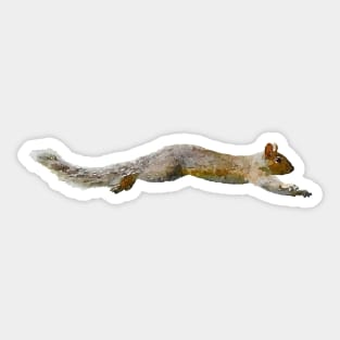 Gray Squirrel Leaping Grey Squirrels Sticker